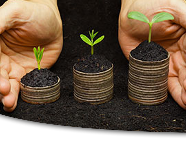 Photogrtaph of seedlings in small flower pots